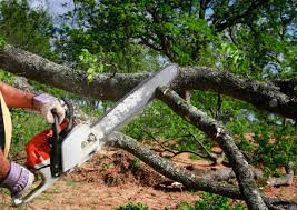 Best Seasonal Cleanup (Spring/Fall)  in San Marino, CA