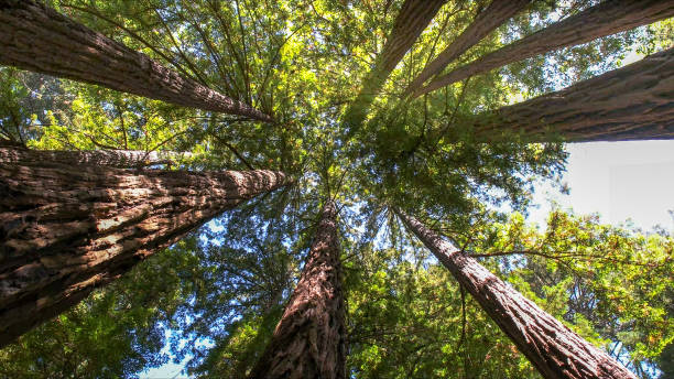 Professional Tree Services in San Marino, CA