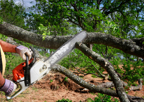 Best Tree Disease Treatment  in San Marino, CA